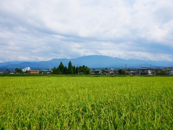 Gao-lut-den-2.jpg